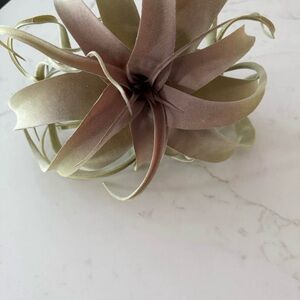Elegant Tan Faux Succulent Decor